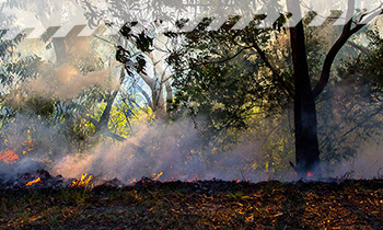 FireTrails