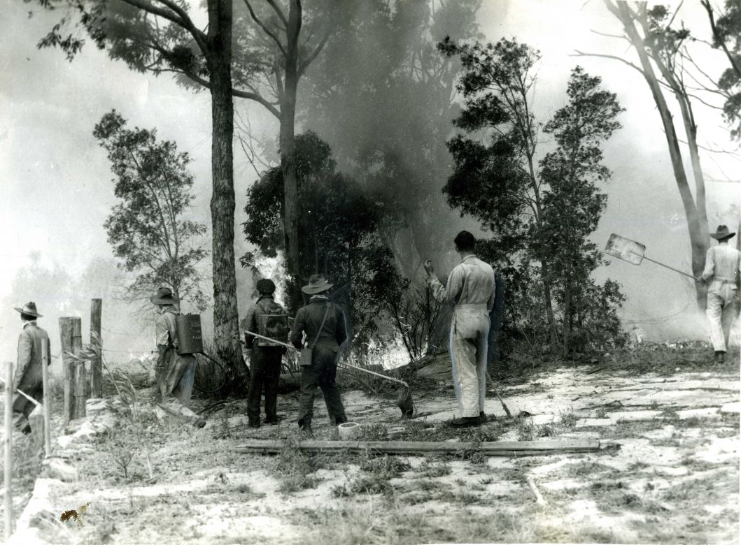 Fire on the outskirts of Springwood Photo (SMH) (19 Nov)