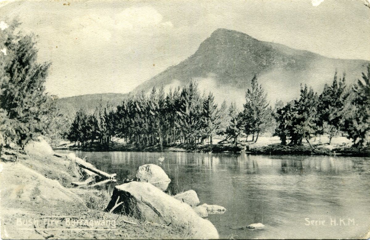 Bush Fire Burrawang, 1911