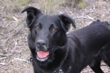 Koala Detection Dog