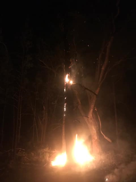 Eugowra Tree Fire