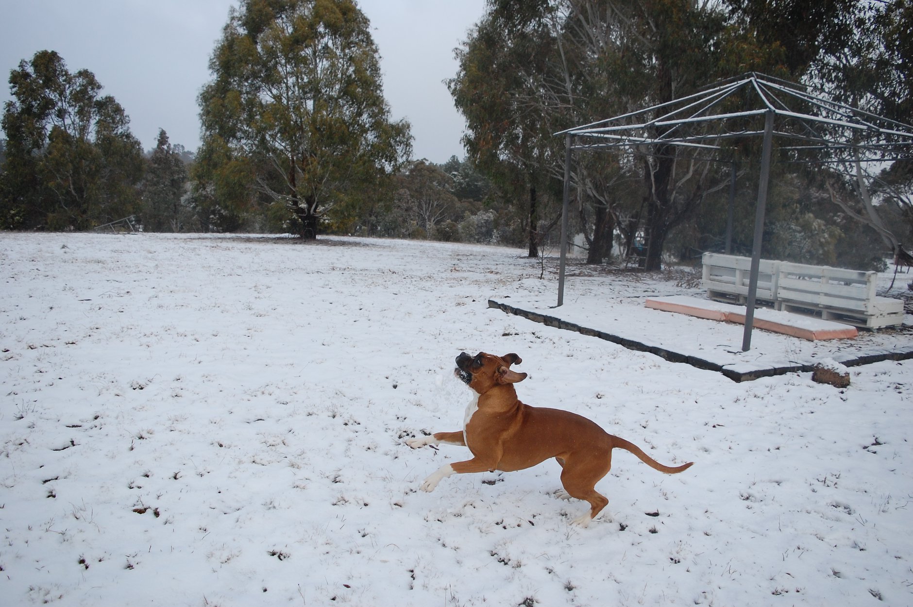 Tablelands snow 9