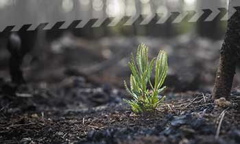 Managing bush fire risk