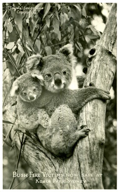 Bush Fire Victims, 1955