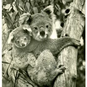Bush Fire Victims, 1955